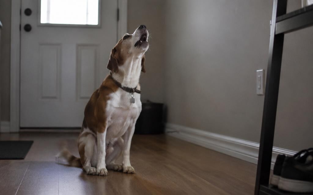 Educación canina para perros con Problemas relacionados con la separación en Valencia